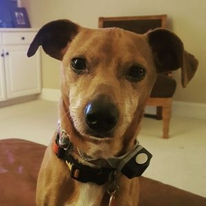 Meet your Posher, Laurie